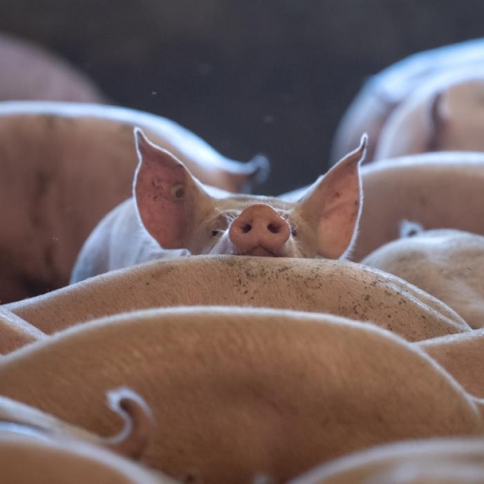 Ist die afrikanische Schweinepest an der Corona-Pandemie schuld?