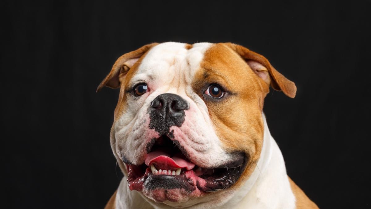 Der 45-Kilo-Hund zerfleischte den Neunj&auml;hrigen. (Foto)