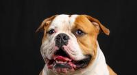 Der 45-Kilo-Hund zerfleischte den Neunjährigen.