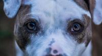 Ein vierjähriges Mädchen wurde in der englischen Grafschaft Warwickshire von einem American Bulldog angegriffen und schwer verletzt (Symbolfoto).