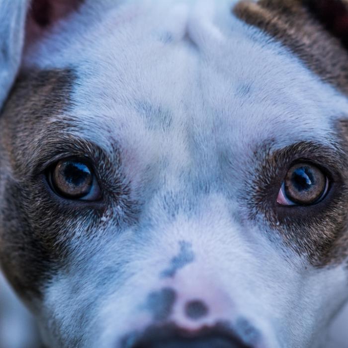 Kampfhund zerfleischt Gesicht von Mädchen (4)