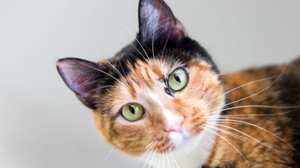 Katzen verraten mit ihrer K&ouml;rpersprache oft mehr, als man auf den ersten Blick denkt. (Foto)