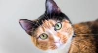 Katzen verraten mit ihrer Körpersprache oft mehr, als man auf den ersten Blick denkt.