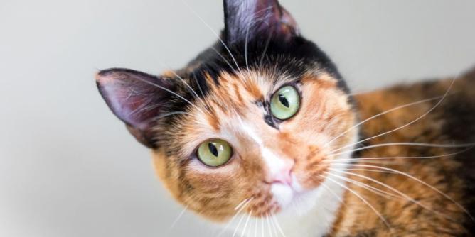 Körpersprache von Katzen