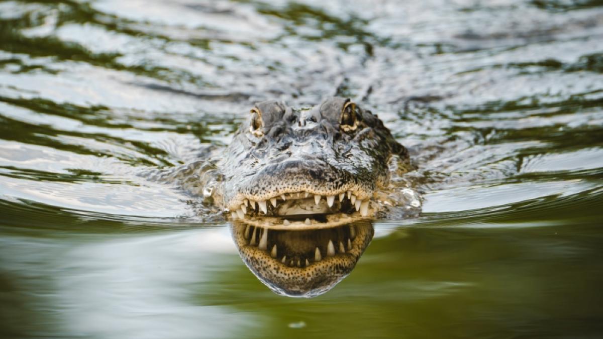 Am Portchartrain-See bei New Orleans hat ein Alligator ein Kind zerfleischt (Symbolfoto). (Foto)