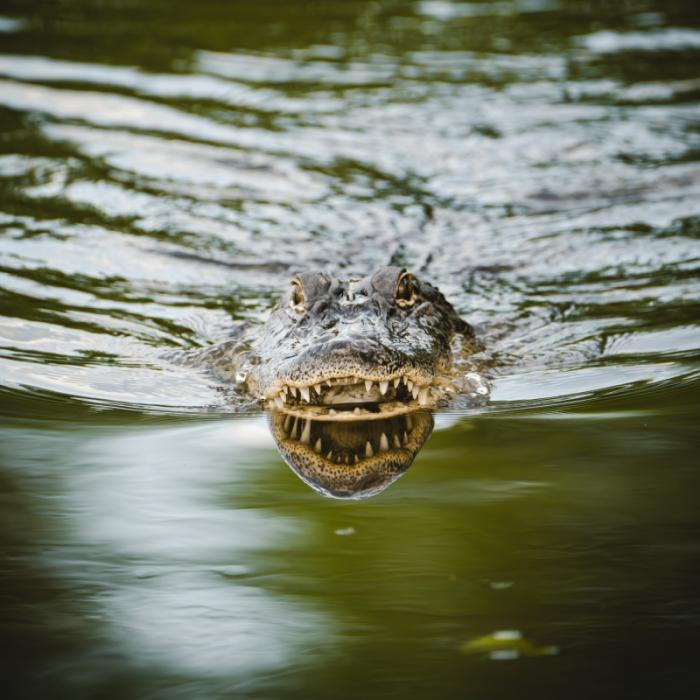 Sicherheitsvorkehrungen mangelhaft! Reptil zerfleischt Kind