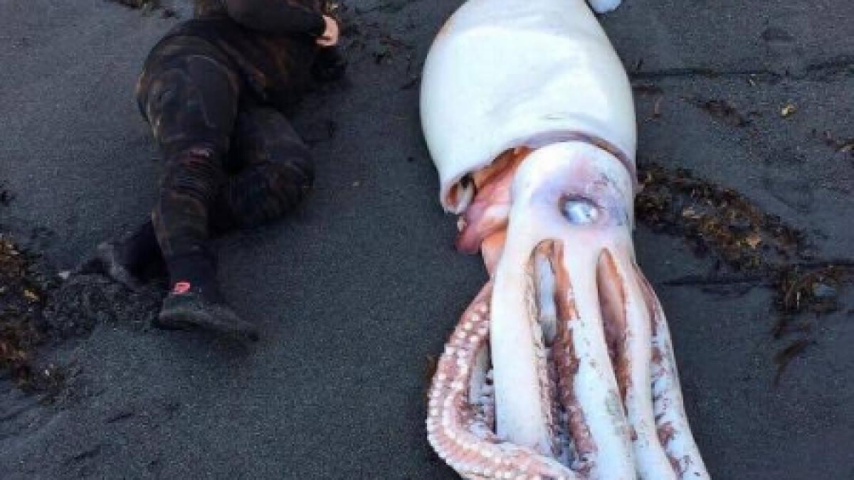 2018 wurde ein Riesenkalmar an der K&uuml;ste Neuseelands angesp&uuml;lt - nun wurde auch in S&uuml;dafrika der Kadaver einer dieser Tiefsee-Kreaturen entdeckt. (Foto)