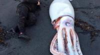 2018 wurde ein Riesenkalmar an der Küste Neuseelands angespült - nun wurde auch in Südafrika der Kadaver einer dieser Tiefsee-Kreaturen entdeckt.