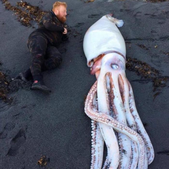 Horror-Tintenfisch an Land gespült - Augenzeugen geschockt