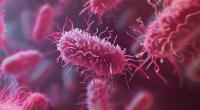 Eine Studie zeigt die Gefährlichkeit des multiresistenten Keims 