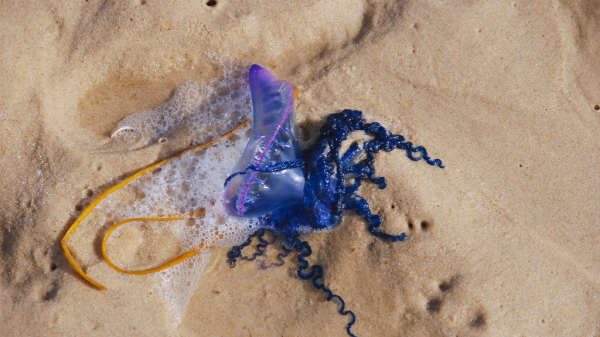 An vielen britischen K&uuml;sten wurden die giftigen blaue Flaschenquallen gefunden. (Foto)