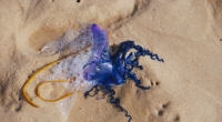 An vielen britischen Küsten wurden die giftigen blaue Flaschenquallen gefunden.