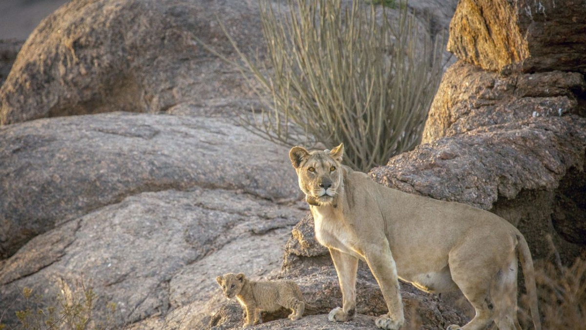 Die L&ouml;wen der Namib bei 3sat (Foto)