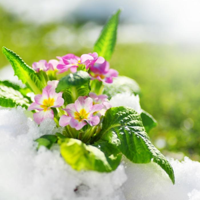 Erst Frühling, dann Schnee-Comeback? Das sagen Meteorologen