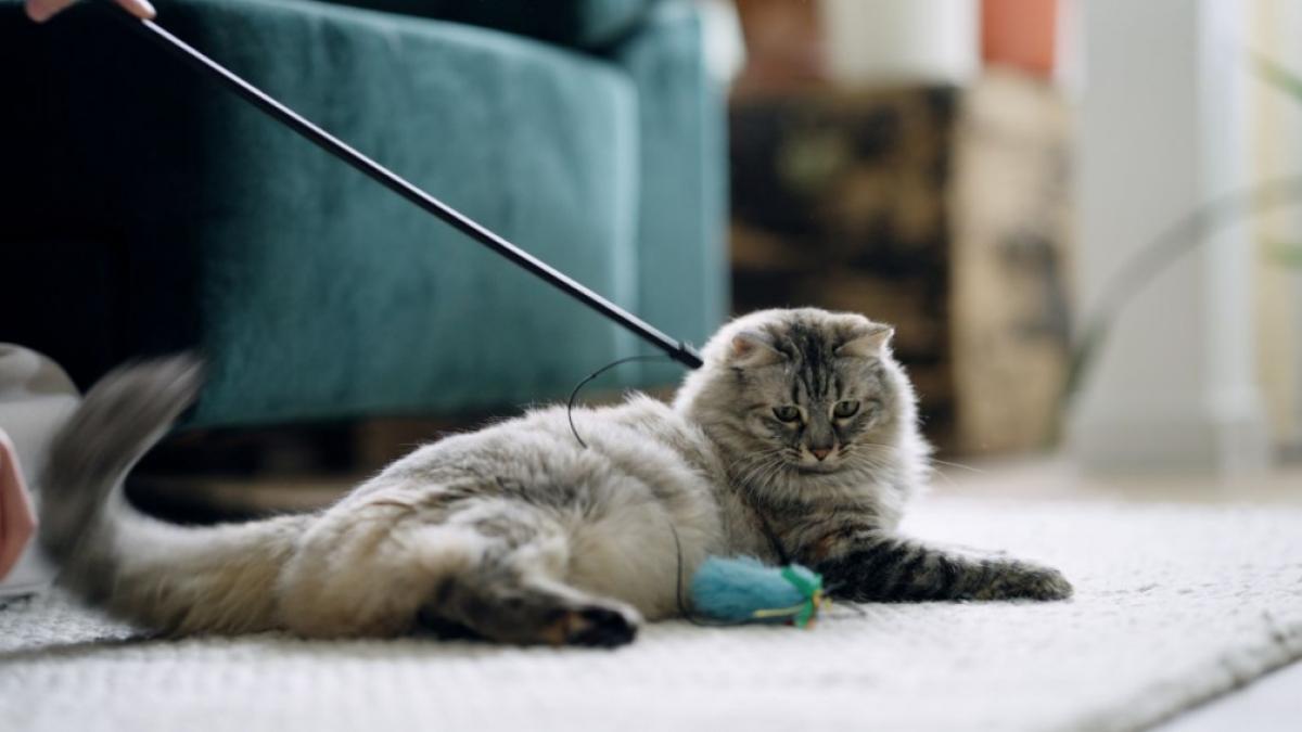 Gemeinsames Spielen bietet Katzen Bewegung und geistige Besch&auml;ftigung. (Foto)