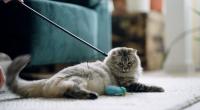Gemeinsames Spielen bietet Katzen Bewegung und geistige Beschäftigung.