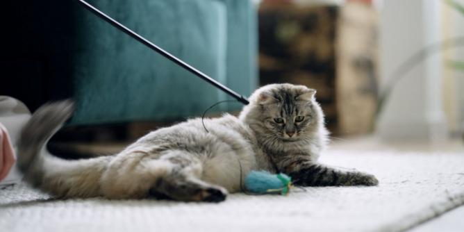 Mit Katzen richtig spielen