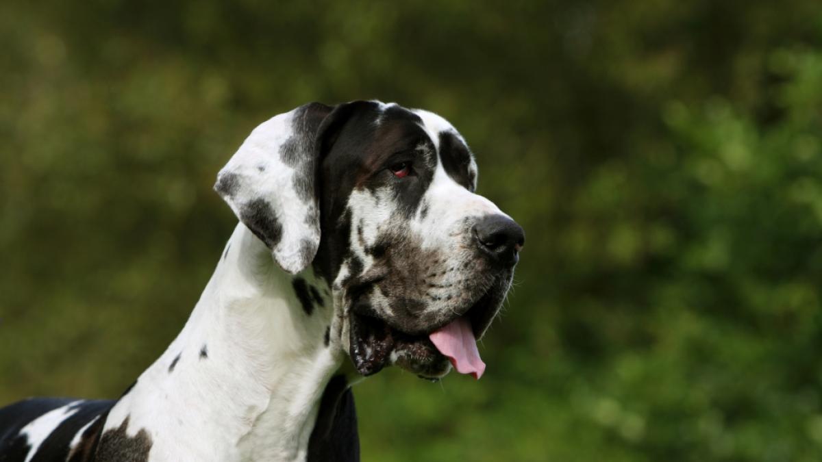 Eine Deutsche Dogge griff im US-Bundesstaat Texas ein kleines M&auml;dchen an. (Symbolbild) (Foto)