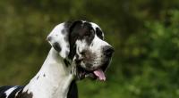 Eine Deutsche Dogge griff im US-Bundesstaat Texas ein kleines Mädchen an. (Symbolbild)