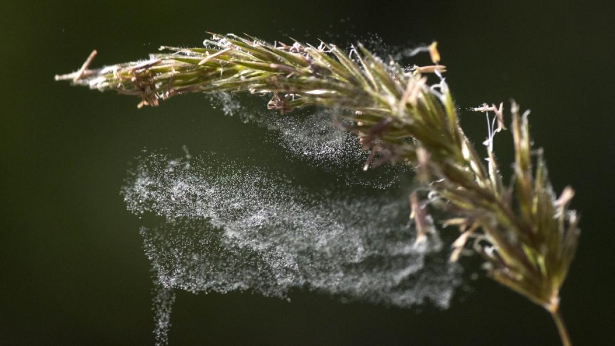 Aktuelle Daten zum Pollenflug in Ihrer Region auf news.de. (Foto)