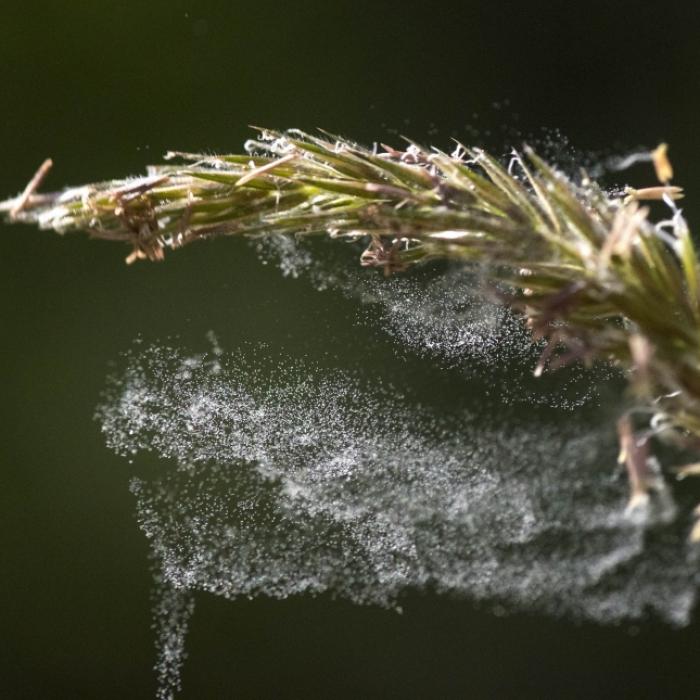Gräser und Beifuß belasten Allergiker heute