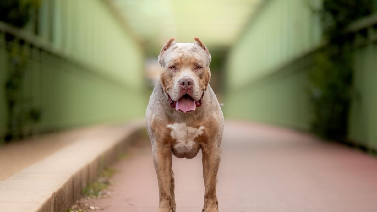 Zwei XL-Bullys haben in England eine 29-j&auml;hrige Frau zerfleischt. (Foto)