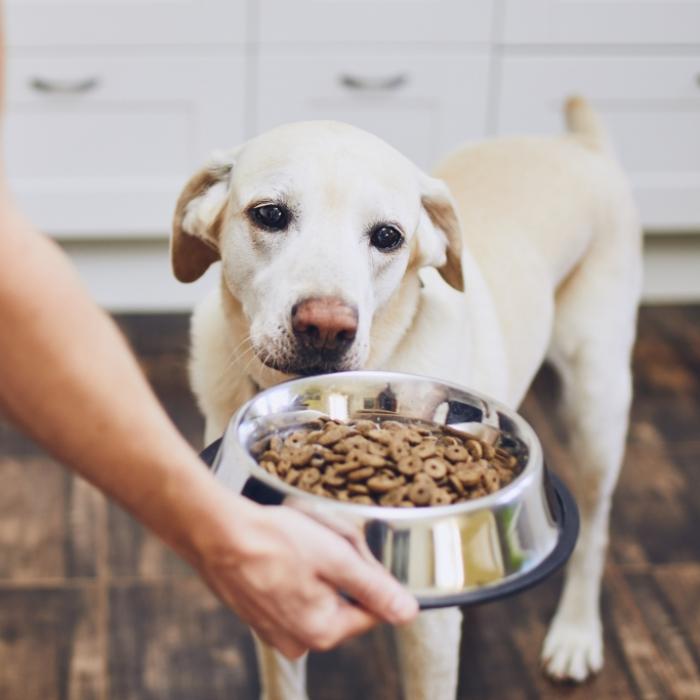 Mit Acrylamid belastet! So mies schneidet Hundefutter im Test ab