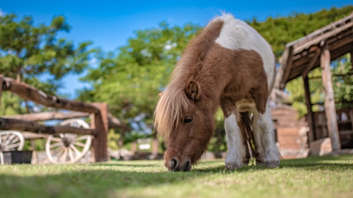 Eine Zweij&auml;hrige ist von einem Pony gest&uuml;rzt und dabei gestorben. (Foto)