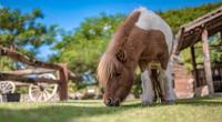 Eine Zweijährige ist von einem Pony gestürzt und dabei gestorben.
