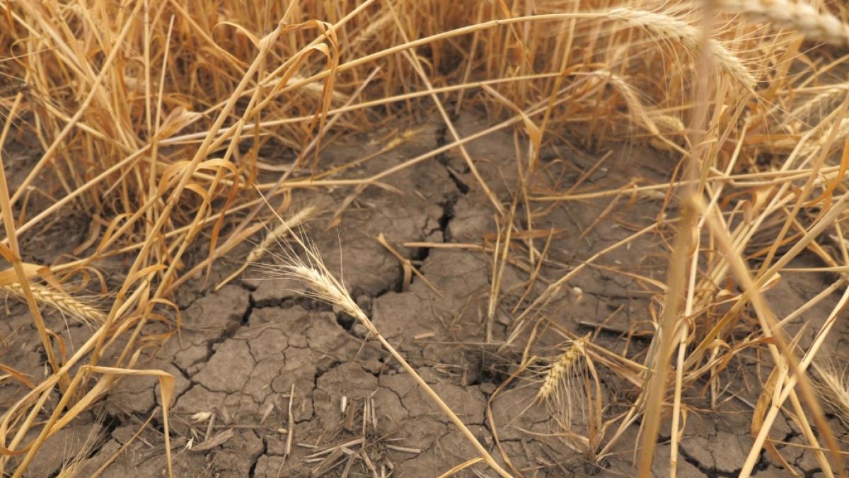 Die extreme Trockenheit setzt sich fort. (Foto)