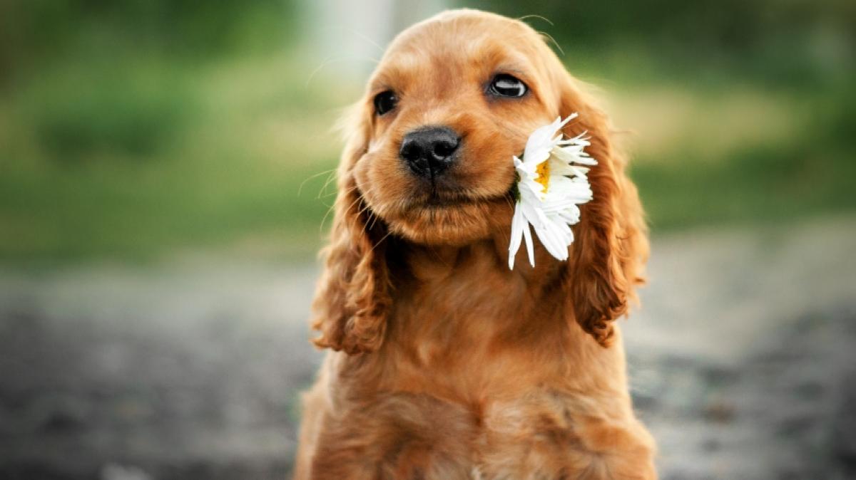 Tierhasser haben einen Hund mit Benzin &uuml;bergossen und angez&uuml;ndet. (Foto)
