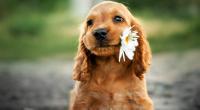 Tierhasser haben einen Hund mit Benzin übergossen und angezündet.