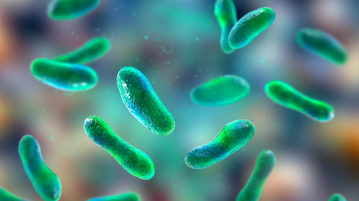 Eine 3D-Illustration zeigt&nbsp;Coxiella burnetii. (Foto)