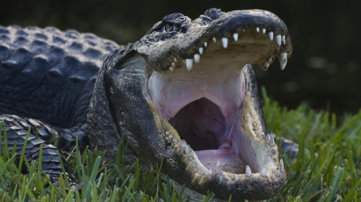 Ein Alligator ging in Florida f&ouml;rmlich in die Luft. (Foto)