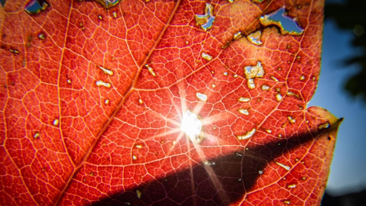 Statt herbstlich-k&uuml;hler Temperaturen steht Deutschland am letzten Oktober-Wochenende hochsommerliches Wetter ins Haus. (Foto)