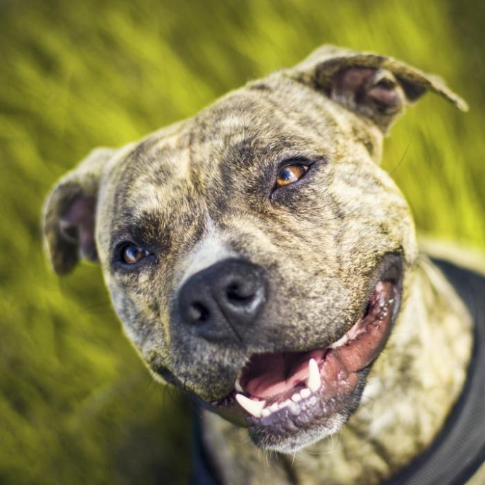 Pitbull schnappt sich Baby! Was dann passiert, ist UNGLAUBLICH