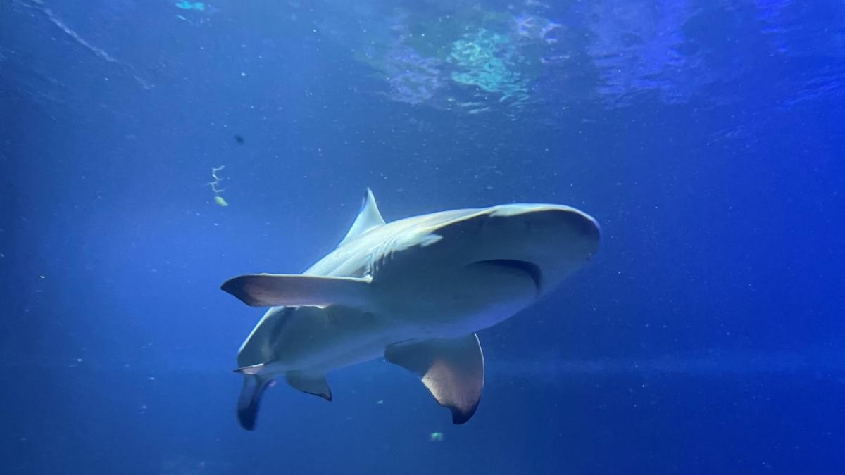 Eine &Ouml;sterreicherin wurde bei einer gef&uuml;hrten Schnorchel-Tour auf den Galapagosinseln von einem Hai attackiert. (Foto)