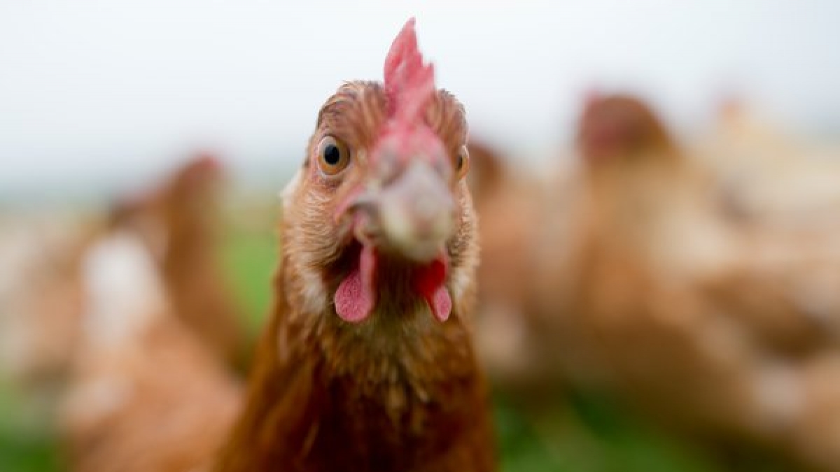Glucosamin aus Hühnerknochenmark findet vor allem in Feuchtigkeitscremes Anwendung. (Foto)