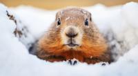 Murmeltier Major ist kurz vorm Groundhog Day gestorben.