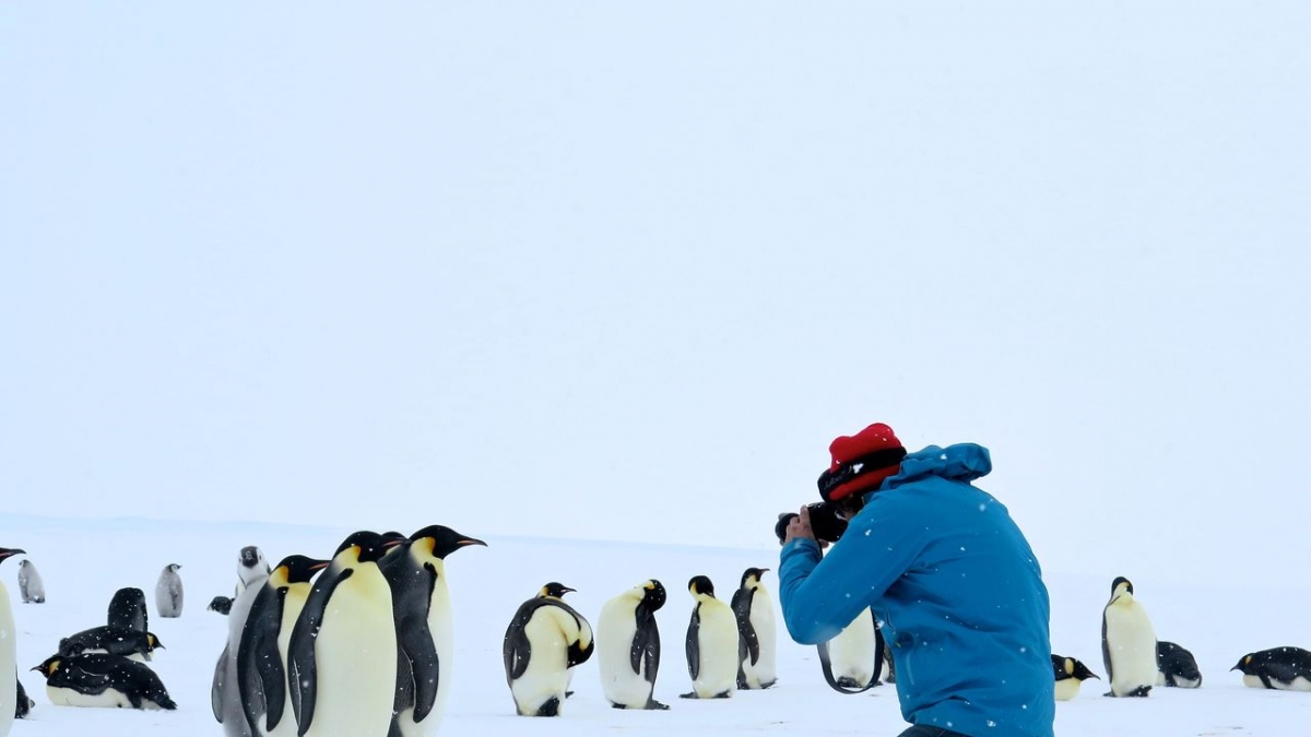 Antarktis - Die Reise der Pinguine bei Arte (Foto)