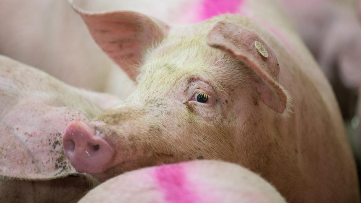 In einer Schweinemastanlage in Ganzlin (Mecklenburg-Vorpommern) ist die Leiche eines 62-j&auml;hrigen Mannes entdeckt worden. (Foto)