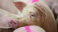 In einer Schweinemastanlage in Ganzlin (Mecklenburg-Vorpommern) ist die Leiche eines 62-jährigen Mannes entdeckt worden.