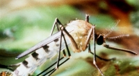 Dengue-Fieber breitet sich immer stärker aus - im Zuge der globalen Erwärmung wahrscheinlich auch nach Europa. Die weibliche Tigermücke zählt zu den Überträgern des Dengue-Virus.