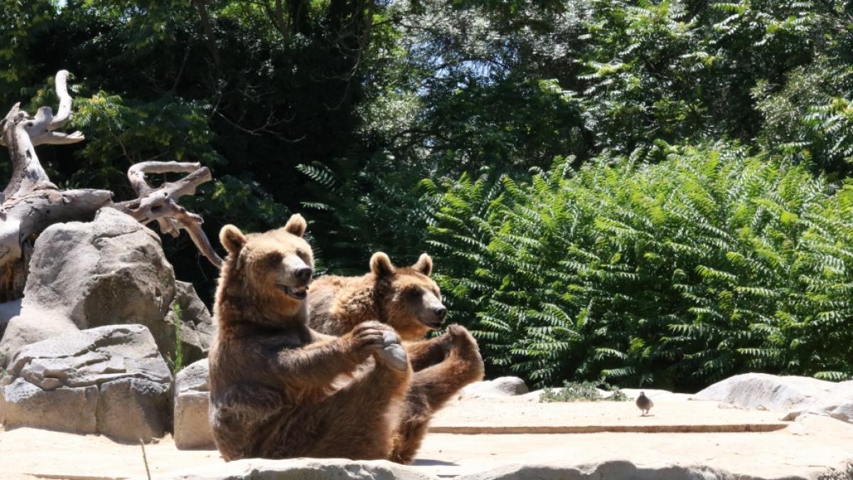 Im russischen Staatsfernsehen hat k&uuml;rzlich ein Professor behauptet, dass der Westen die Russen bei einer Niederlage in seine Zoos einsperren wolle. (Foto)
