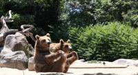Im russischen Staatsfernsehen hat kürzlich ein Professor behauptet, dass der Westen die Russen bei einer Niederlage in seine Zoos einsperren wolle.