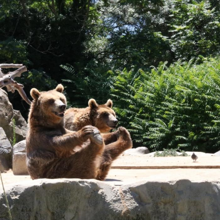 Irre Behauptung im Kreml-TV! Der Westen will Russen angeblich in Zoos sperren