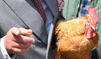 König Charles ist nicht nur vierbeinigen Haustieren, sondern auch Geflügel zugetan und selbst begeisterter Hühnerbesitzer.