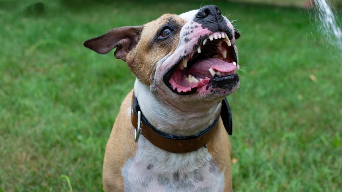 Eine 53-j&auml;hrige Frau ist in Brasilien von einer aggressiven Pitbull-Meute zu Tode gebissen worden (Symbolbild). (Foto)