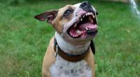 Eine 53-jährige Frau ist in Brasilien von einer aggressiven Pitbull-Meute zu Tode gebissen worden (Symbolbild).