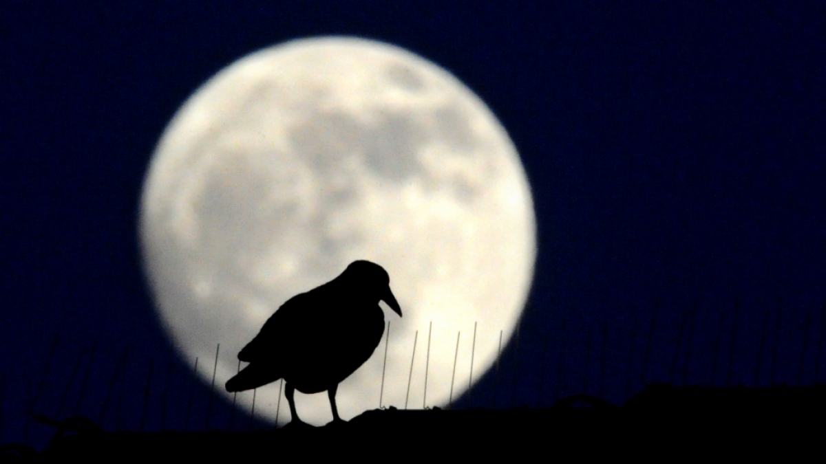 Im M&auml;rz erhellt der Kr&auml;henmond die Nacht. (Foto)